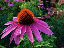 3 Purple Flowering Coneflower Echinacea Dormant Bare Roots