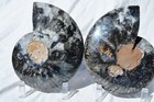 Large Black Ammonite Pair Crystals 110myo Dino Age Fossil XXL 174mm 6.9" 9544ee — photo 10