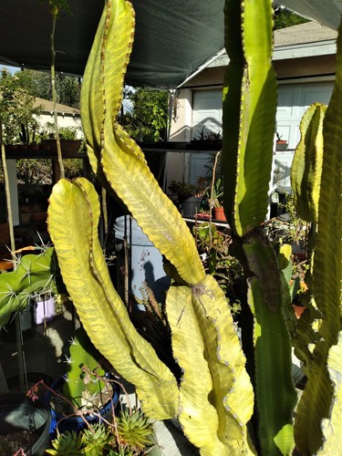 RARE Euphorbia 22" Ammak Variegated African Candelabra CUTTING - Picture 10 of 24