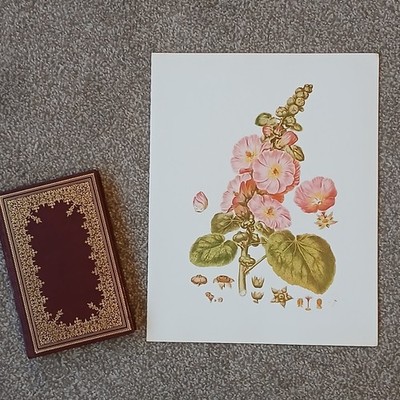 Vintage 1979 Hollyhock Flower Botanical Flora Colour Book Art Print 12x15''