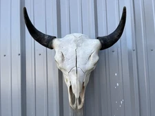 Buffalo Skull BULL HORN 22” Wide MOUNTED A Bison HEAD