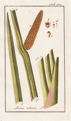 Acorus calamus Kalmus sweet flag Asien Indien Botanik engraving Kupferstich 1790