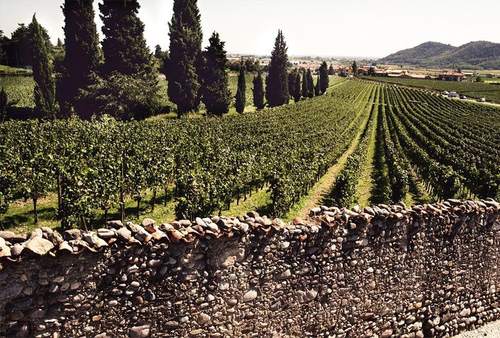 Bellavista Alma Grande Cuvèe Brut – Franciacorta DOCG - Uve Chardonnay, Pinot Ne - Foto 3 di 5