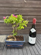 Bonsai Tree Bougainvillea Pink Flowering 15 Years Thick Trunk 6" - Now in Flower