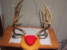 Large Whitetail Buck Deer Antler Rack On Plaque 