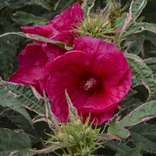 bush hibiscus SUMMER CARNIVAL red variegated 2.5" pot = 1 Dormant Potted Plant