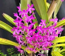 Miniature Vanda Ascofinetia Cherry Blossom + Den. Thongchai Gold x Candy Stripe