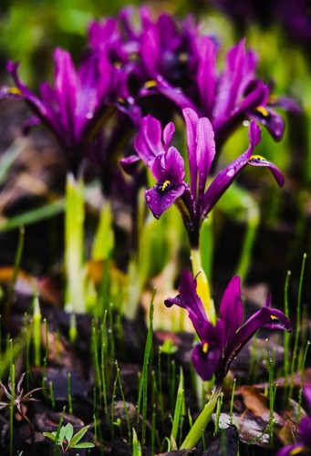 10x Iris Reticulata PAULINE Spring Flowering Bulbs Garden Dwarf Perennial Flower - Picture 6 of 8