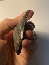 Large Posterior Megalodon shark tooth fossil, Miocene, cooper river, S. Carolina