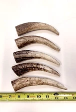 5 elk antlers