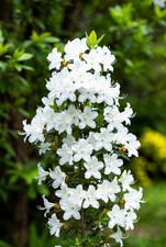White Azalea Mollis 5L Pot | Hardy Deciduous Shrub | Spring Flowering Shrub