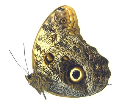 Unmounted Butterfly/Nymphalidae - Caligo telamonius memnon, male, Belize 65-69mm