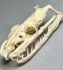 Genuine Real 3" Reticulated Python Skull Animal Reptile Bone Teeth Taxidermy