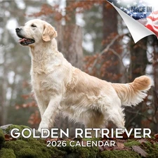 Golden Retriever Dog Breed Calendar 2026 FULL SIZE 12x24 Made in USA