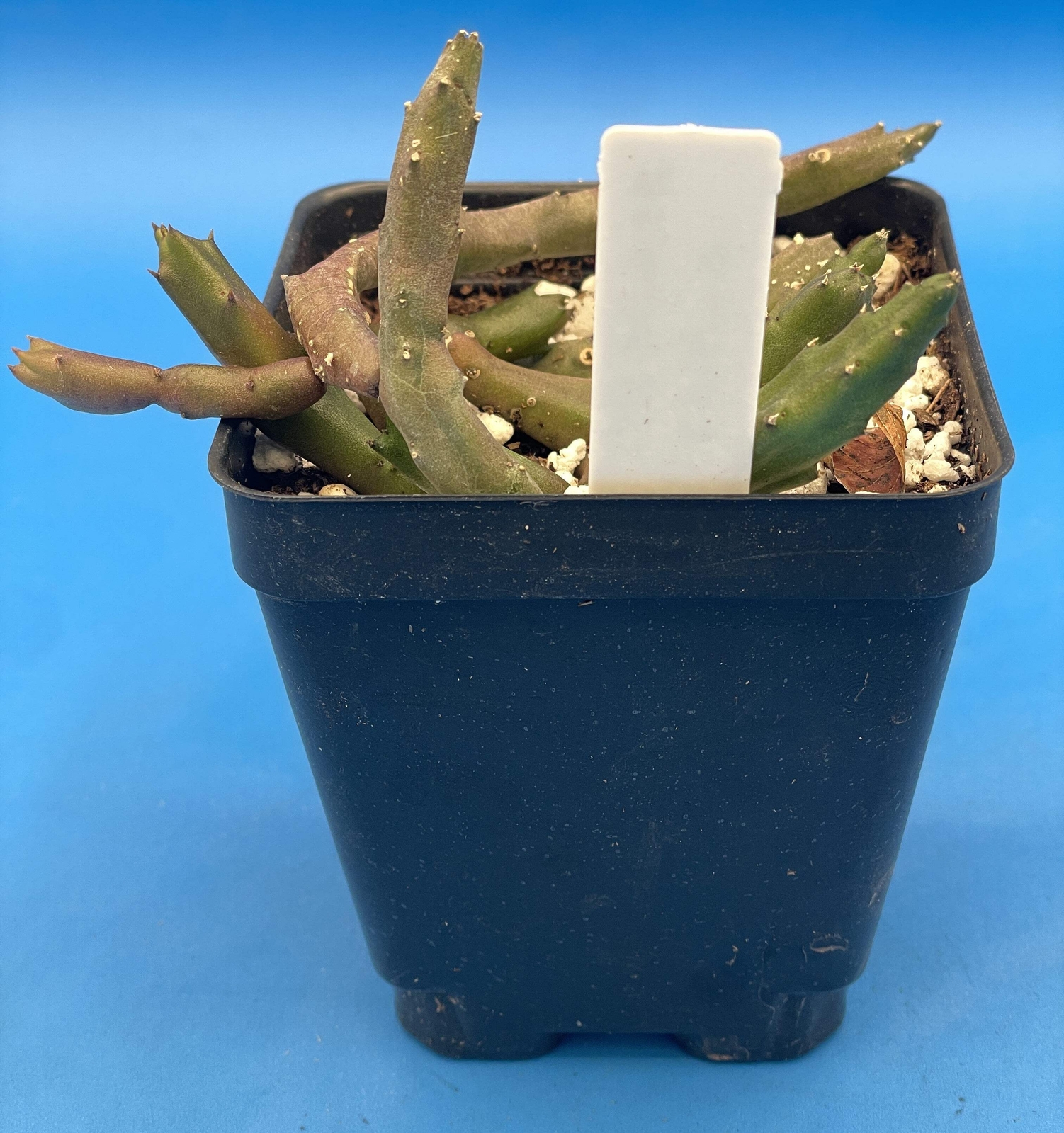 Stapelia Schinzii var. Angolensis 3.5 Inch Potted Plant WELL ROOTED