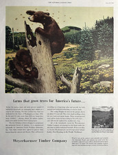 1953 Weyerhaeuser Timber Company Tacoma Wa Bear Cubs Pacific Bees VTG Print Ad