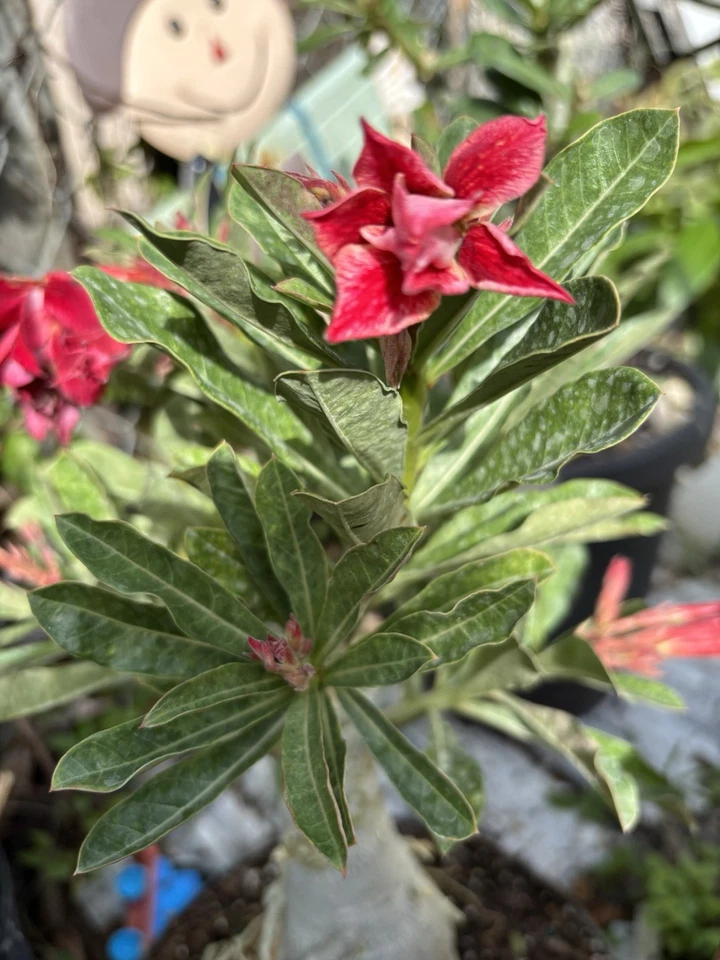 Bonsái Plants Desert Rose - Image 3 of 4