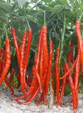 500pcs Erjingtiao Chili Pepper Seeds, Sichuan Dried Chili Seeds 二荆条辣椒种子