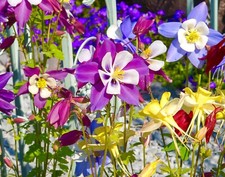 Aquilegia Columbine Mckanas Giant Mix - 200x seeds - Flower