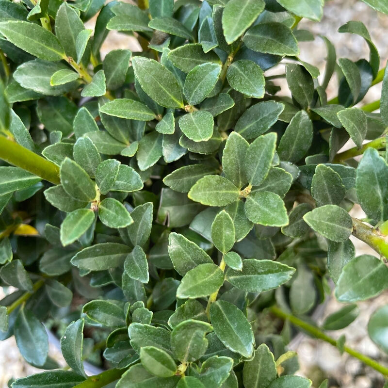 Foto 2 di 2