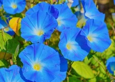 Morning glory Ipomoea tricolor Heavenly Blue 150 seeds+4"FREE PLANT LABEL 