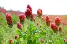 300 CRIMSON CLOVER SEEDS | 2026 SALE FREE SHIPPING NON GMO HEIRLOOM