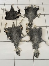 Peaux entières de Karakul astrakan agneau Afghanistan fourrure taxidermie