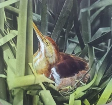 Least Bittern Bird On Nest, c1940 Magic Lantern Glass Slide