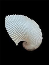 Sea shells Argonauta argo 168.7mm Aquarium Decoration Products creative gifts