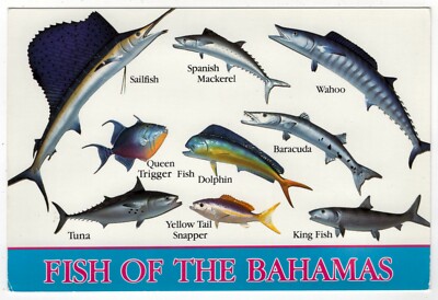AK Fische / ''Fish of the Bahamas'', Sailfish, Spanish Mackerel, Baracuda, Wahoo