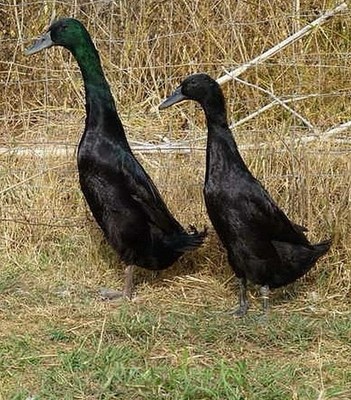 Indian Runner Duck Hatching Eggs 