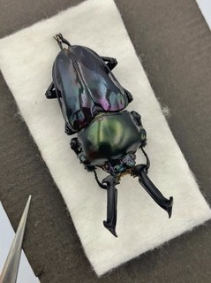 Insect Lucanidae Phalacrognathus muelleri From Australia Pair 58/39mm Purple