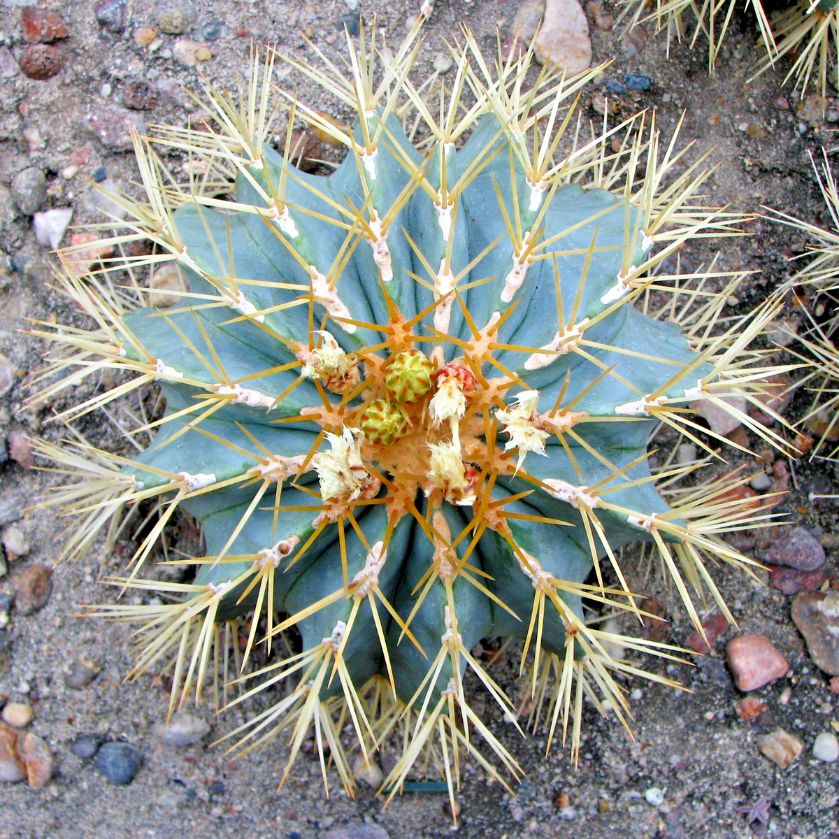 Blue golden barrel cactus, Ferocactus glaucescens seed 50 SEEDS | eBay