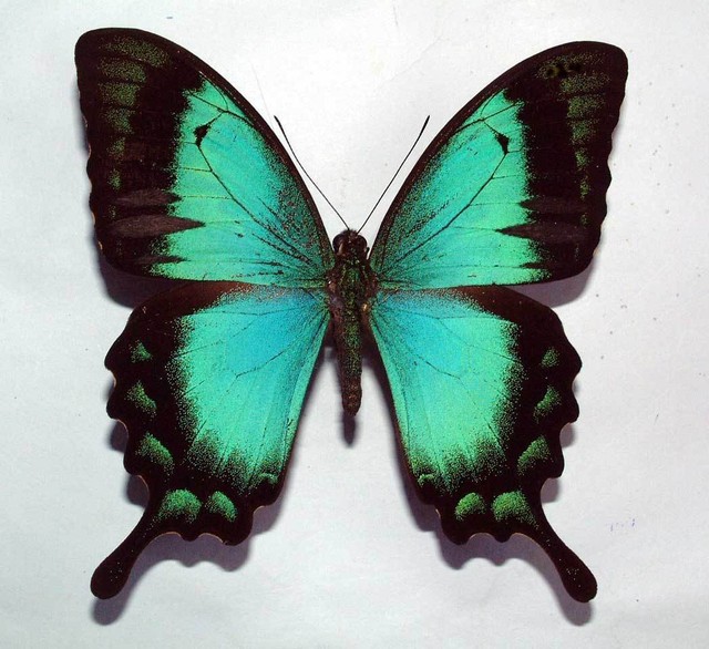 Papilio LORQUINIANUS Albertisi Unmounted Butterfly for sale online eBay