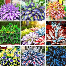 200 Seeds Perennial Hosta Flower Seed for Planting Outdoors Garden Beauties