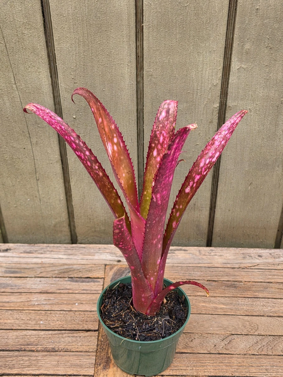 Billbergia for sale - eBay