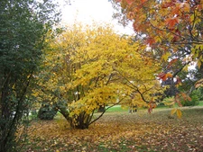 Witch Hazel, Hamamelis virginiana, Tree Seeds
