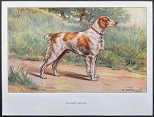 Épagneul breton Reproduction couleur 1960 François Castellan