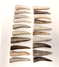 Deer Antler Tips 2" , Rustic Ornaments, Natural Jewelry Supplies 10 pc