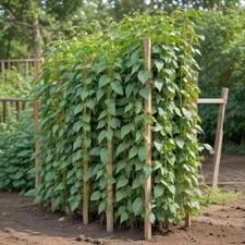 Blue Lake Stringless Green Pole Bean Seeds (25) / EASY / HEARTY / FLORIDA GROWN