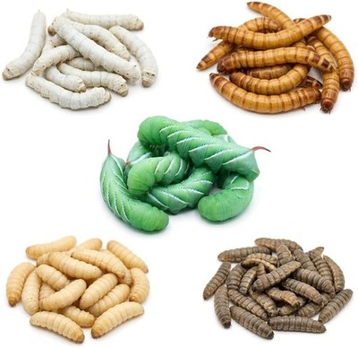 Super Wormy Sampler 5 Types of Worms 125ct Live Feeder Insects | FREE SHIPPING