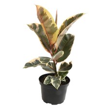 6" Ficus Tineke Variegated Rubber Plant - Plants for Pets