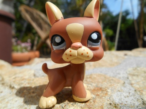 LPS Littlest petshop pet shop chien chat européen colley cat dog rare accessoire - Imagen 47 de 243