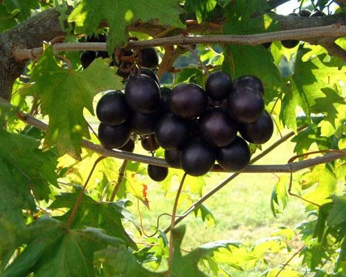 Muscadine Grape Vine 5 Unrooted Cuttings, Vitis rotundifolia