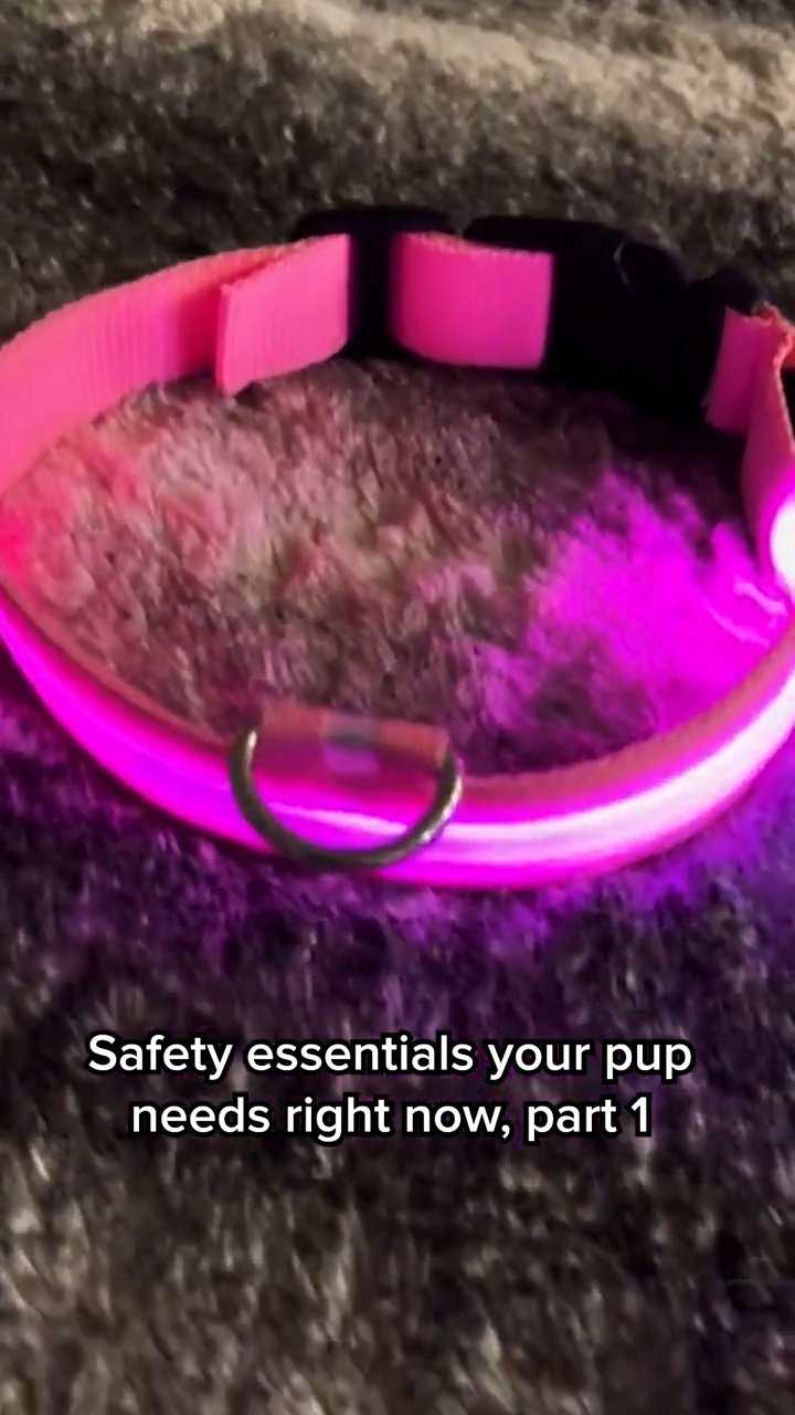 LED Dog Collar USB Rechargeable Flashing Luminous Safety Light Nylon