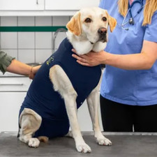 XL Recovery Suit for Large Dogs - Dark Blue