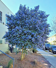 Ceanothus Thyrsiflorus Blue Lilac Tree - XXL 3Lt Pot Flowering
