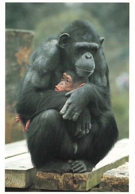 Postcard Chimpanzee with Baby Great Ape Africa 1995 Knud Nielsen Continental 6x4