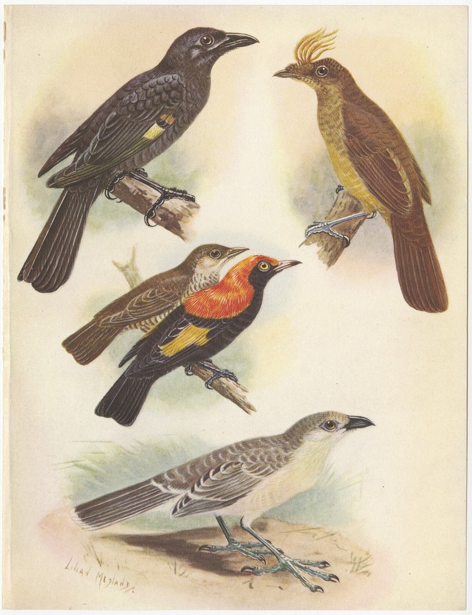Vintage Print of the Archbold's Bower-Bird, Crested Golden