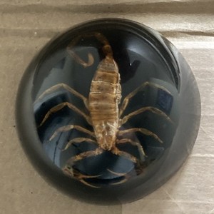 Vintage Scorpion Lucite Paperweight Desert  Insect Acrylic Dome Taxidermy 2.5”